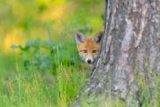 Ein Fuchs schaut hinter einem Baum hervor Ein Fuchs schaut hinter einem Baum hervor